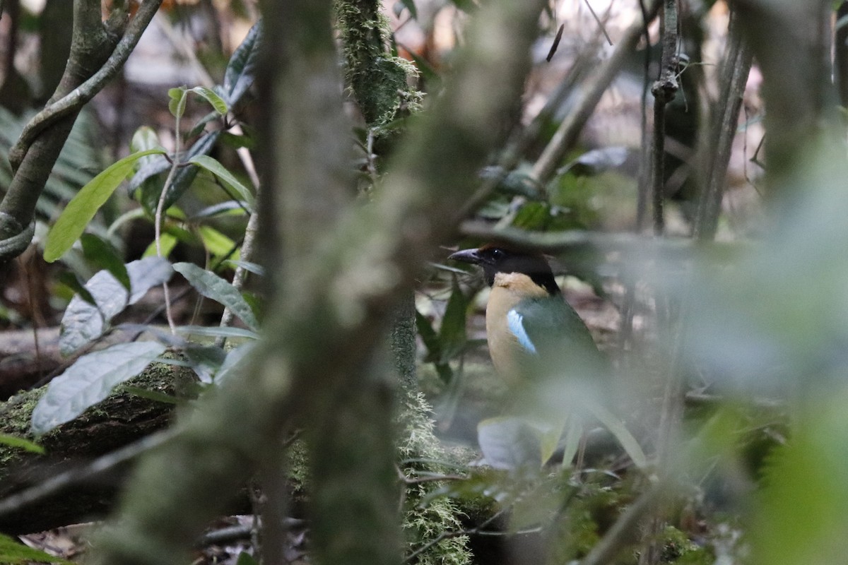 Pita Bulliciosa - ML646066193