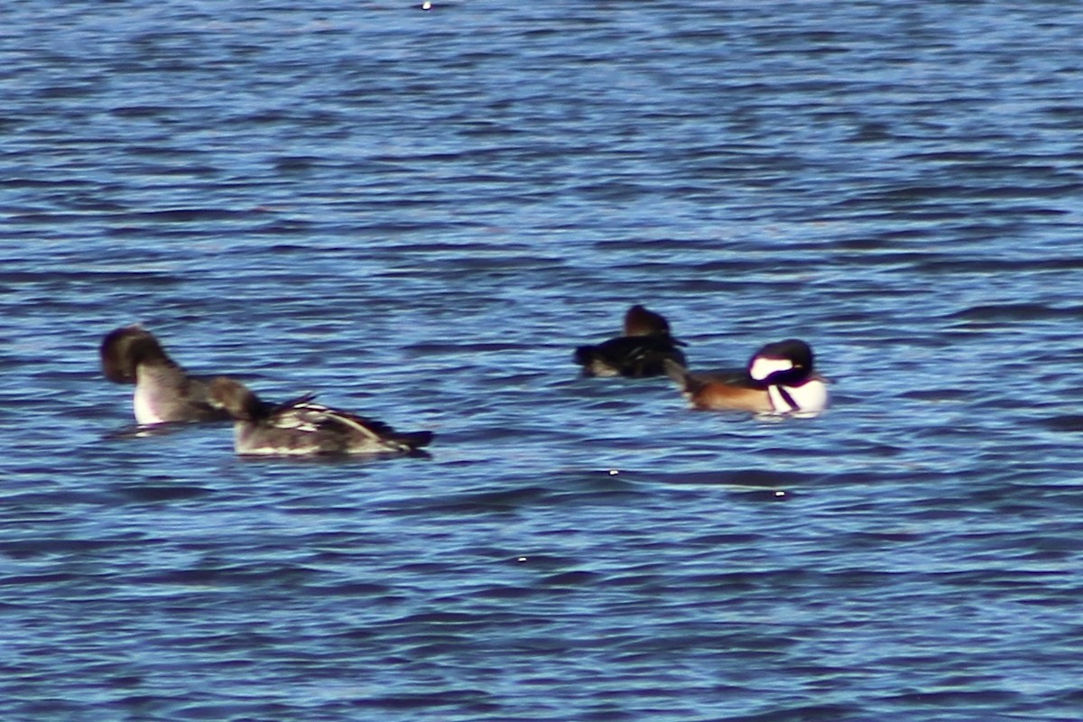 Serreta Capuchona - ML646066194