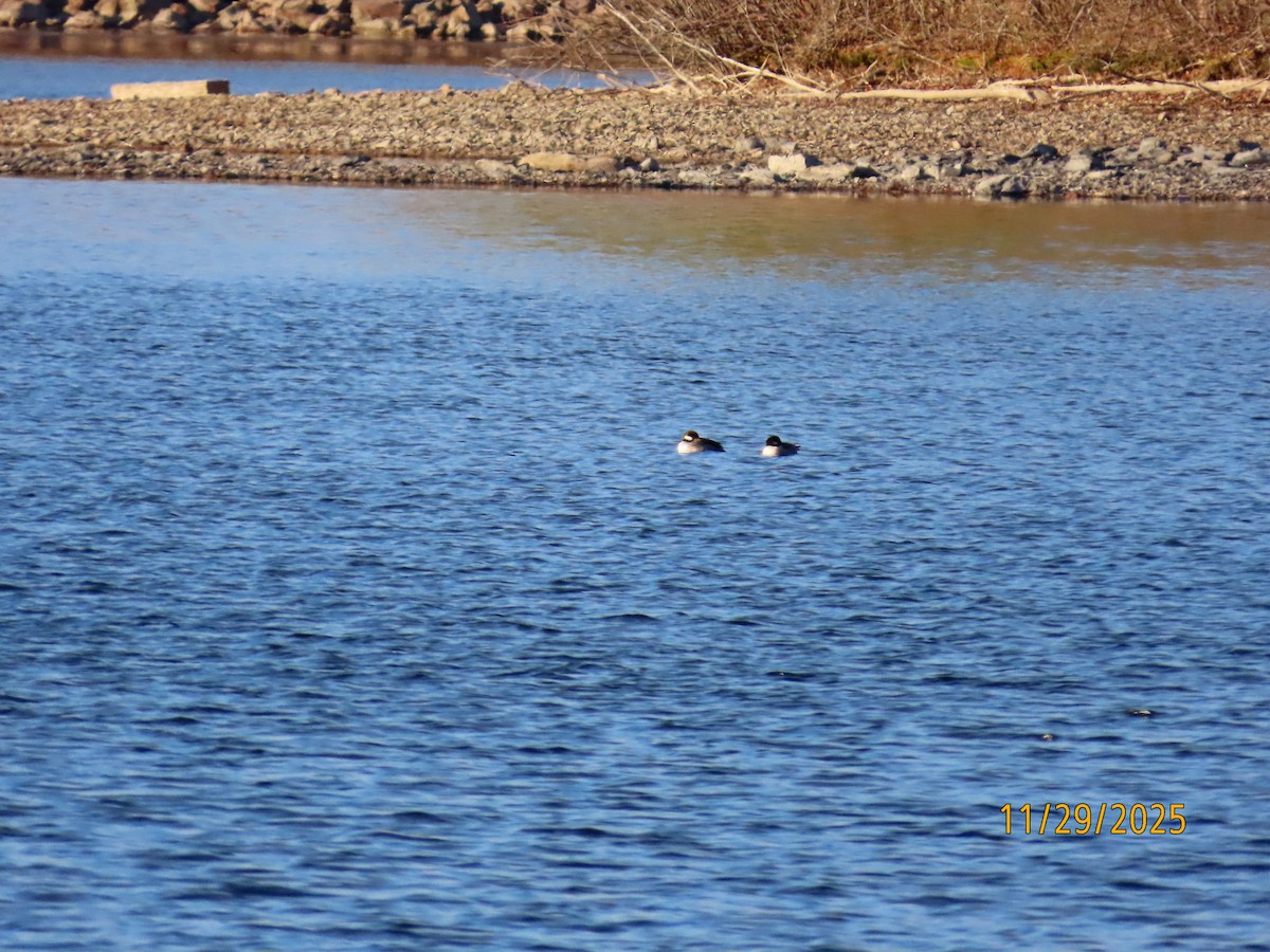 Porrón Albeola - ML646066195