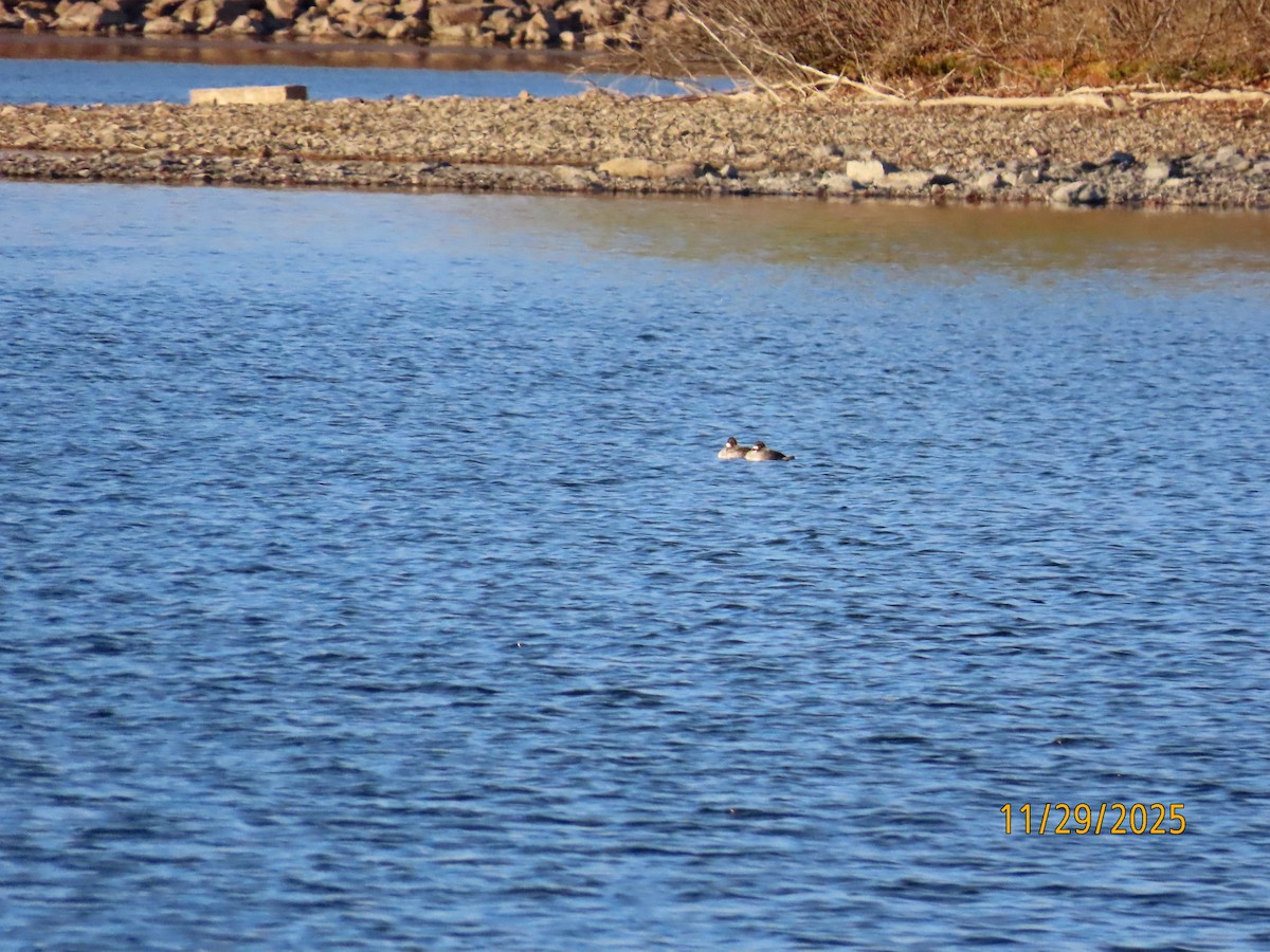 Porrón Albeola - ML646066196