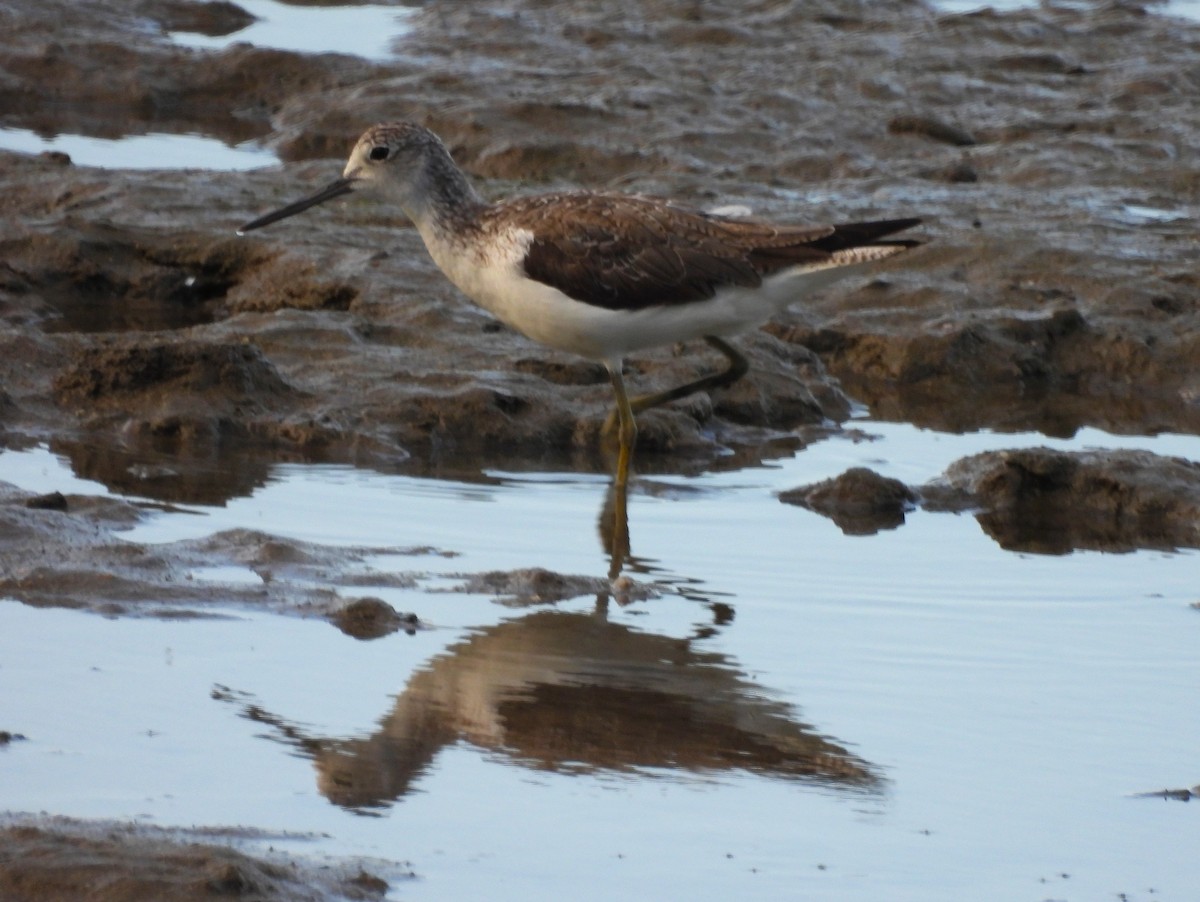 Archibebe Claro - ML646066197