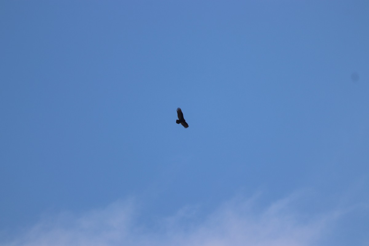 Aura Gallipavo - ML646066200