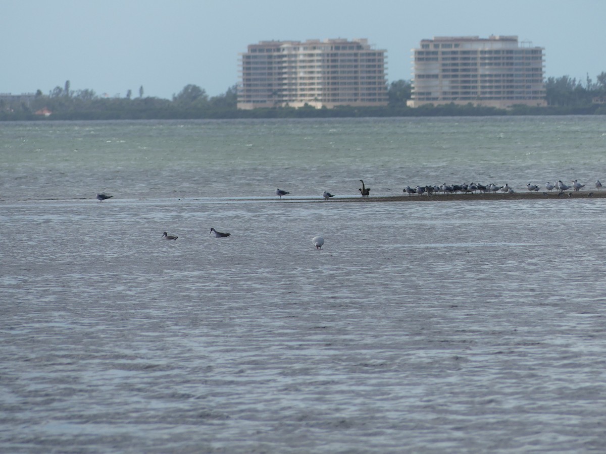 Grand Chevalier - ML646066204