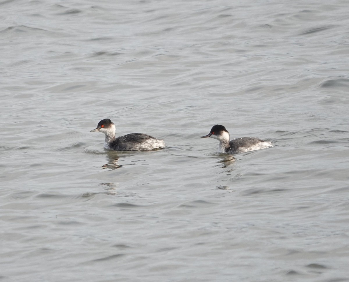 ハジロカイツブリ - ML646066205