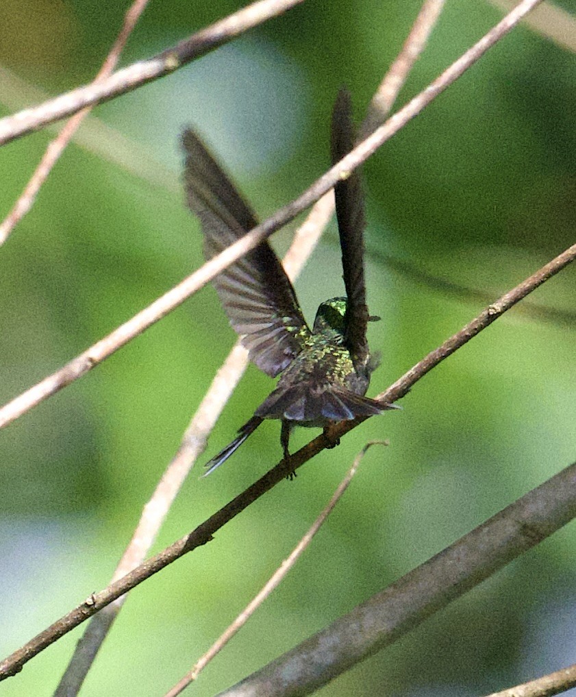 Charming Hummingbird - ML646066214