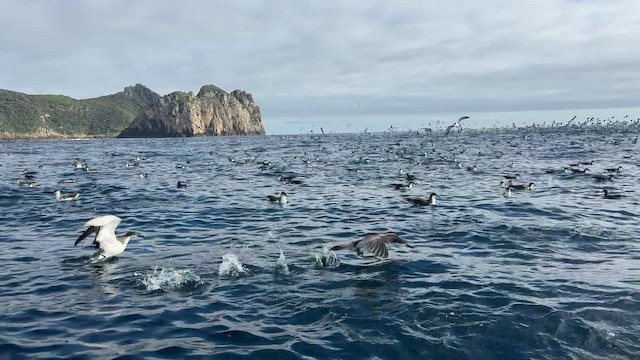 Buller's Shearwater - ML646066216