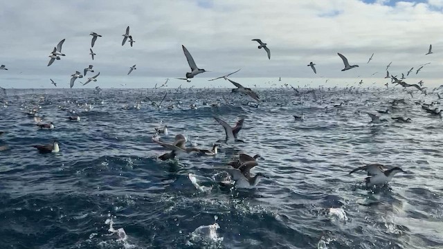 Buller's Shearwater - ML646066217
