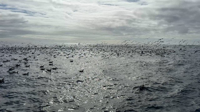 Buller's Shearwater - ML646066218