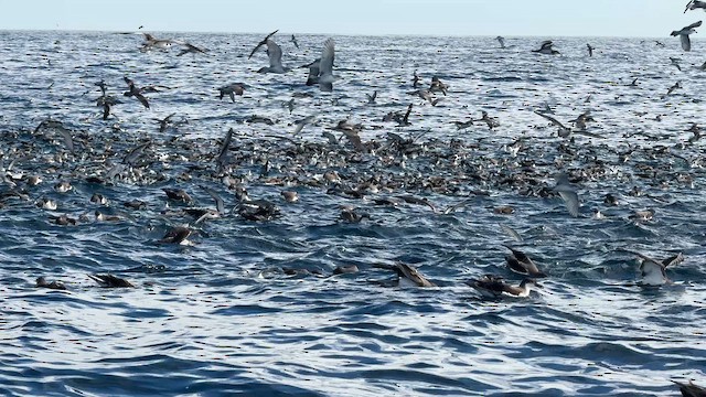 Buller's Shearwater - ML646066220