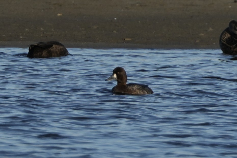 polák kaholka - ML646066222