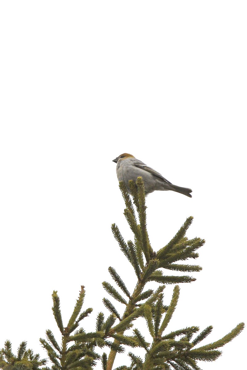 Pine Grosbeak - ML646066224