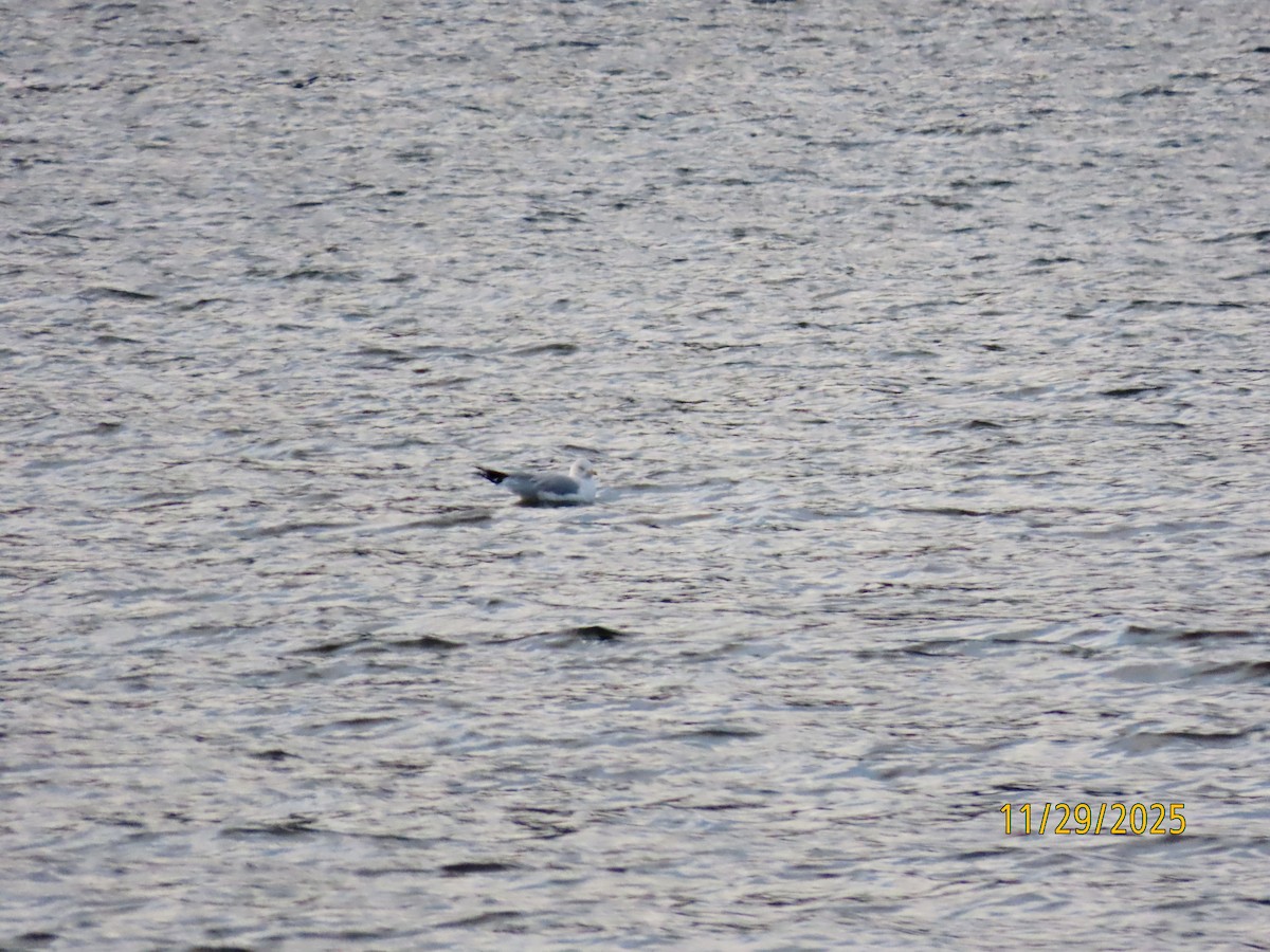 Ring-billed Gull - ML646066229