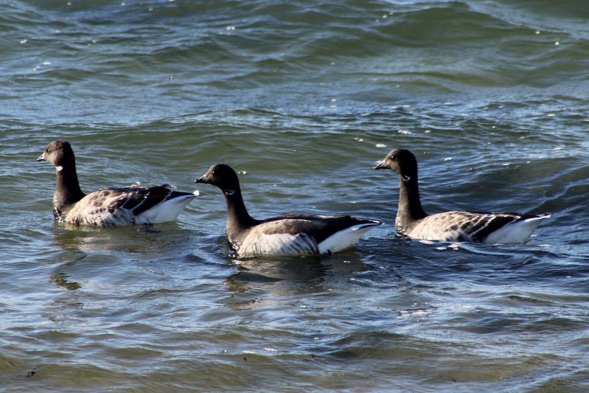 Brant - ML646066231