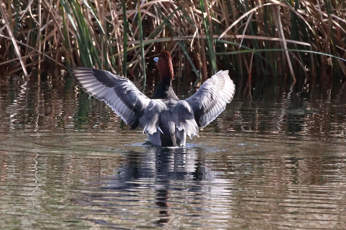 Redhead - ML646066236