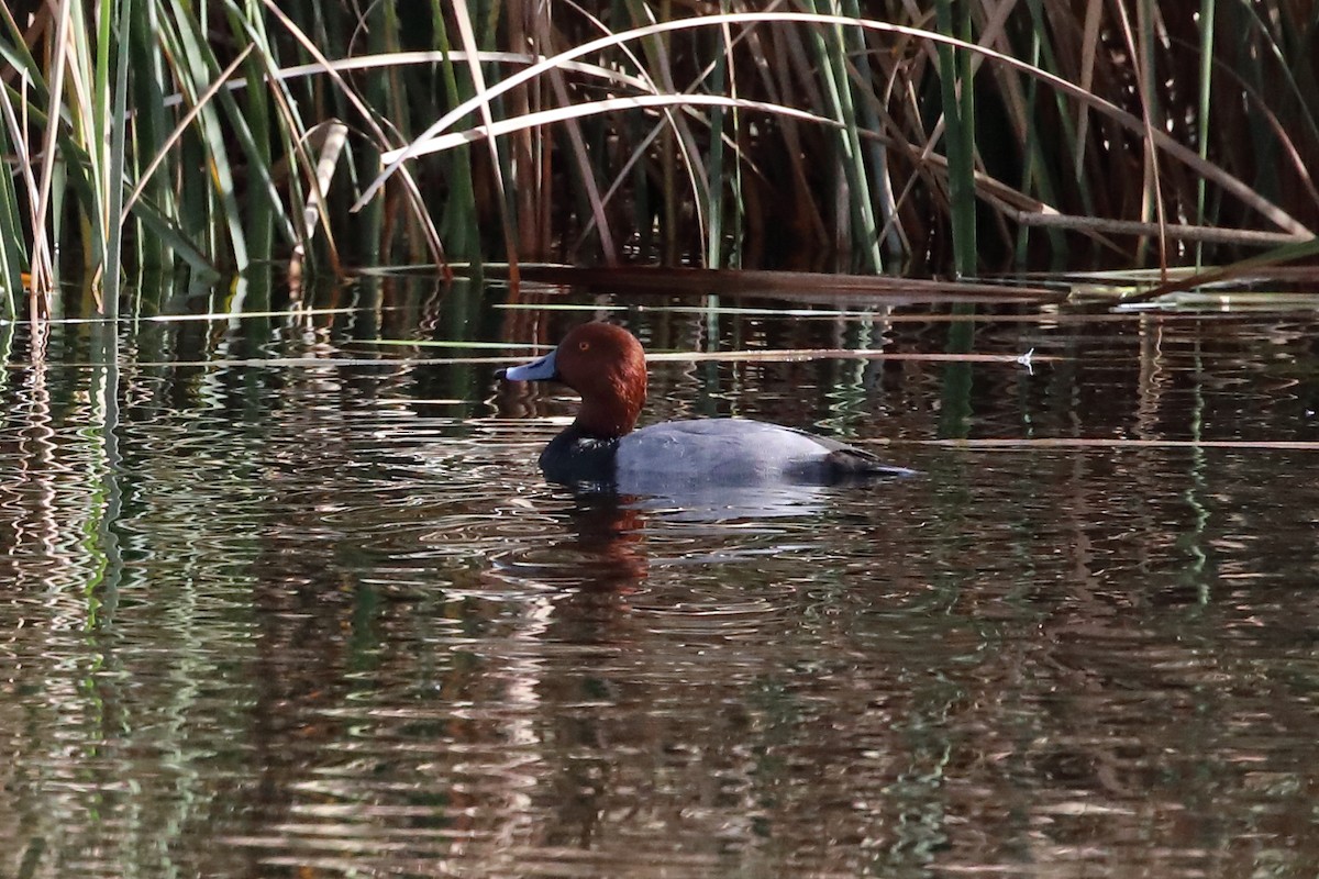 Redhead - ML646066237