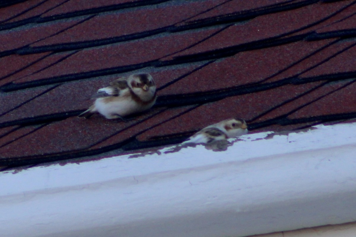 Snow Bunting - ML646066246