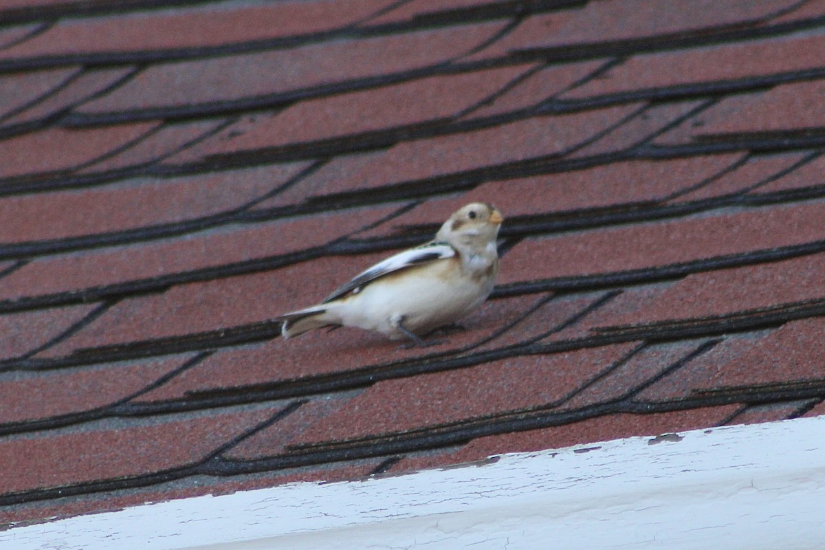 Snow Bunting - ML646066247