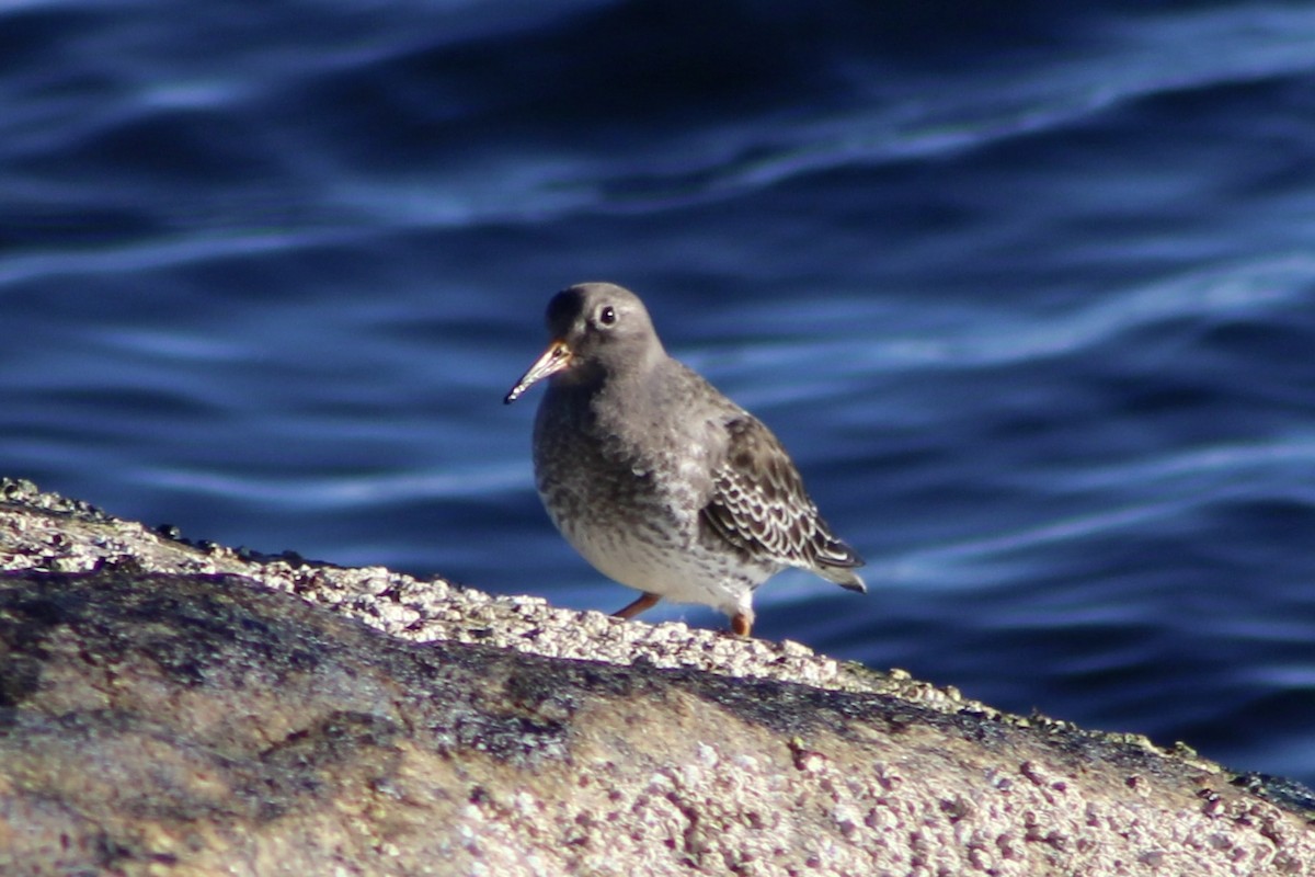 Purple Sandpiper - ML646066260