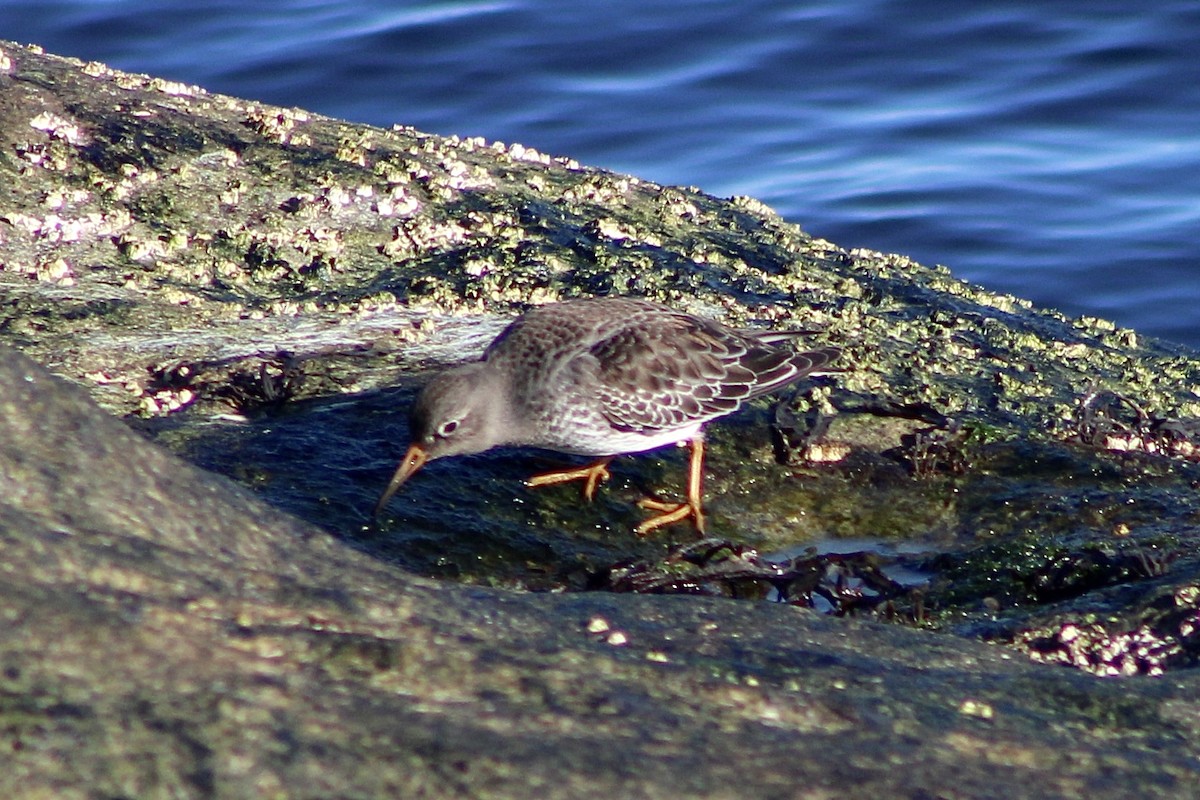 Purple Sandpiper - ML646066261