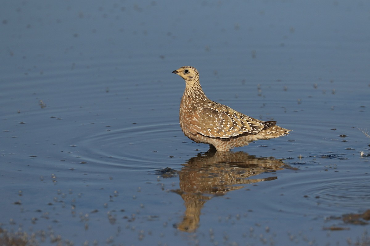Burchell's Sandgrouse - ML646066272