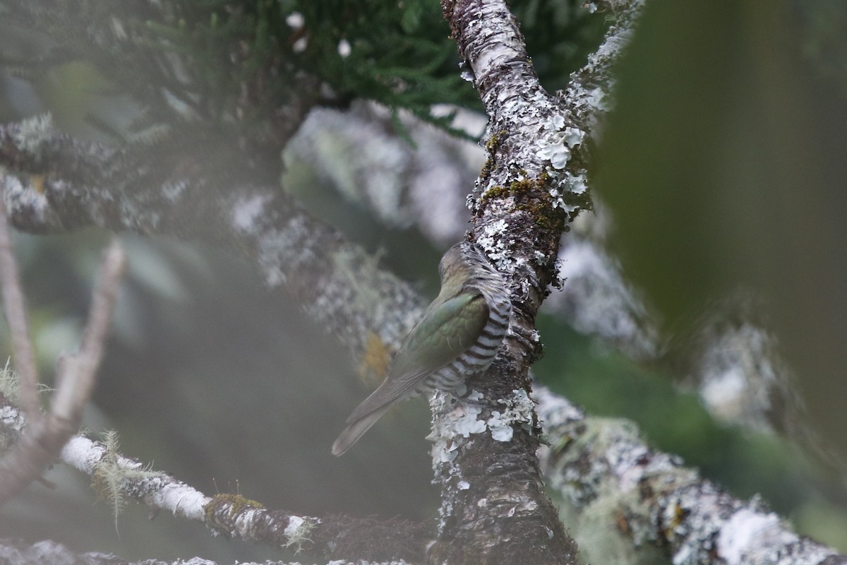 Shining Bronze-Cuckoo - ML646066288