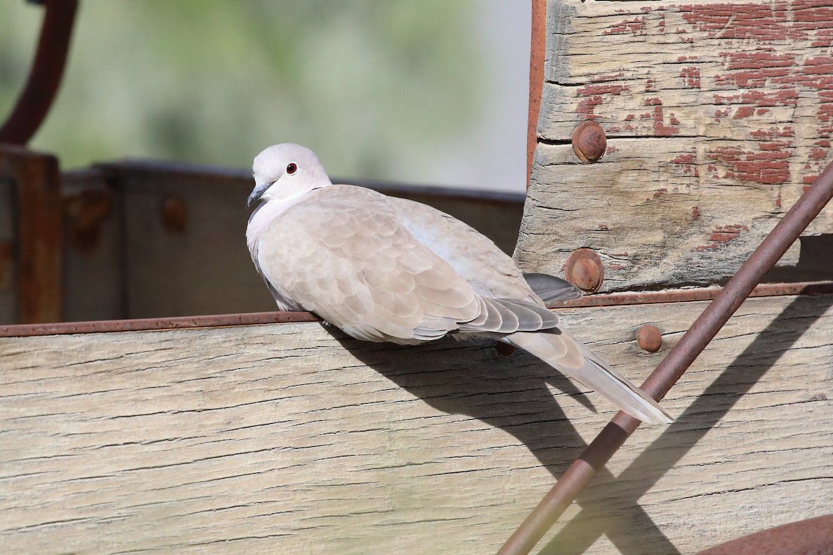 Eurasian Collared-Dove - ML646066290