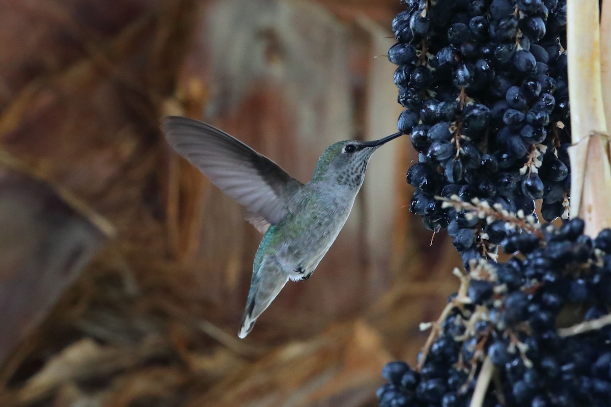 Anna's Hummingbird - ML646066292