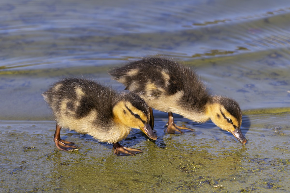 Mallard - ML646066294