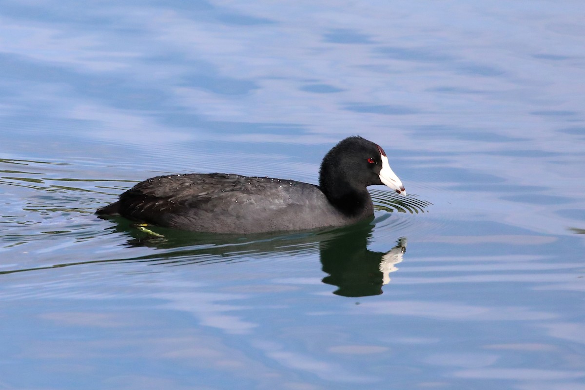 American Coot - ML646066295