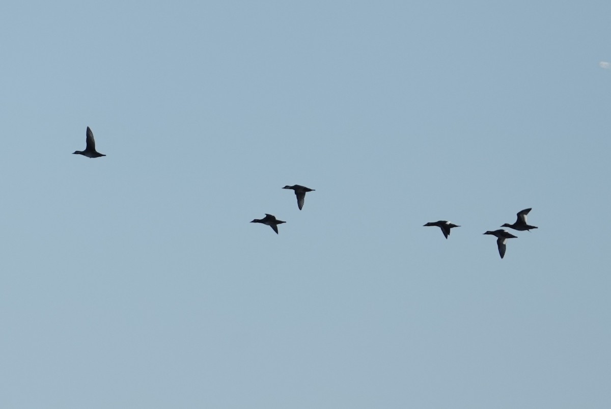 turpan kanadský - ML646066302