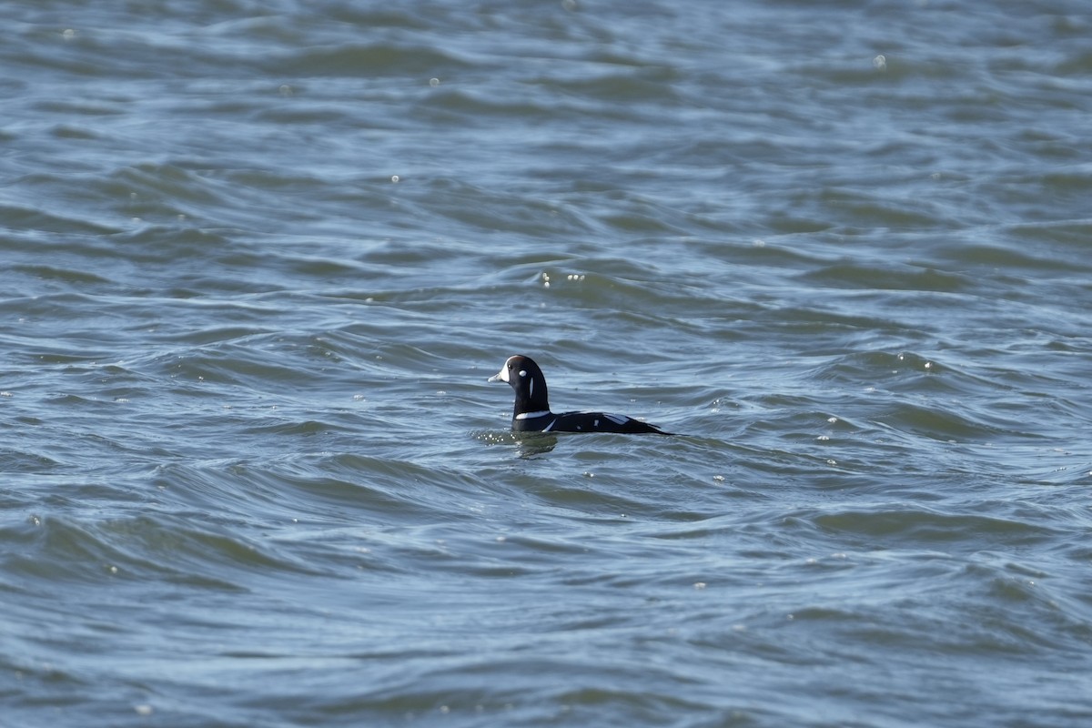 kačka strakatá - ML646066314