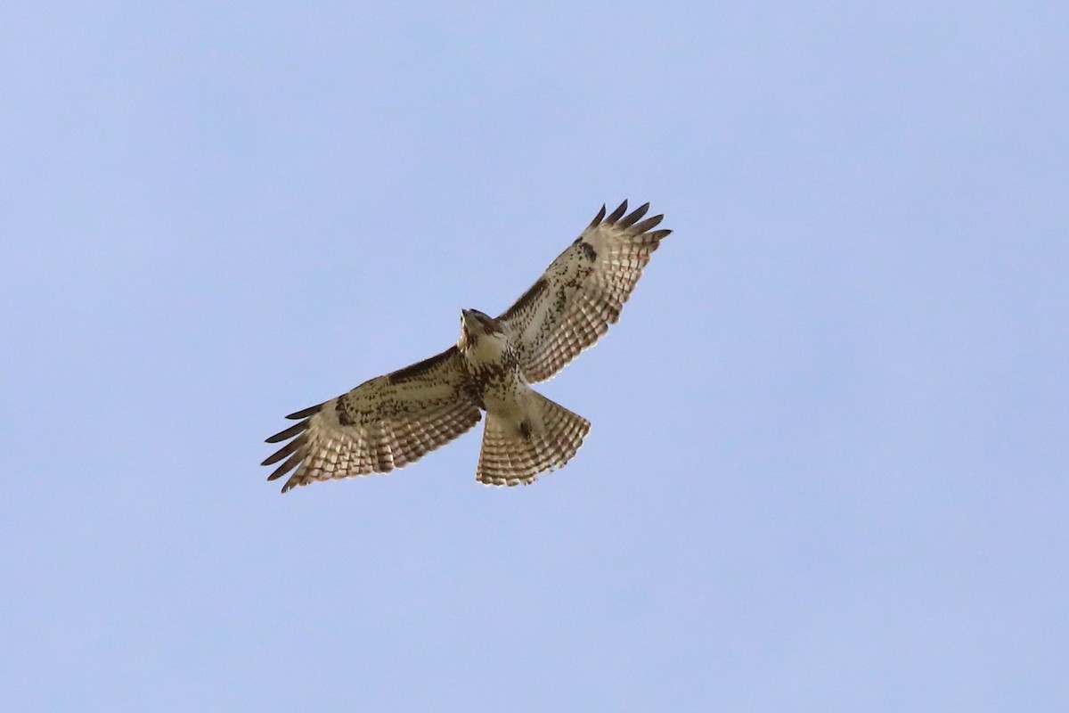 Red-tailed Hawk - ML646066325