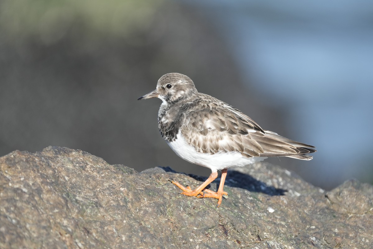 kamenáček pestrý - ML646066328