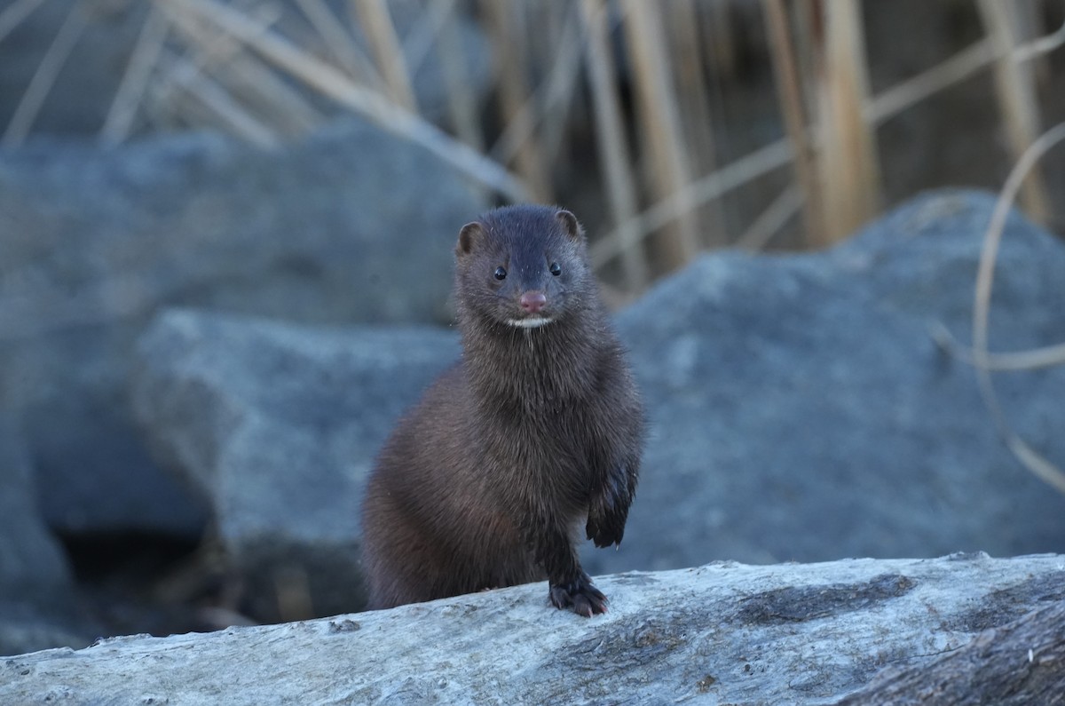 American Mink - ML646066333