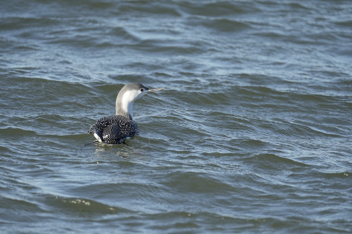 potáplice malá - ML646066334