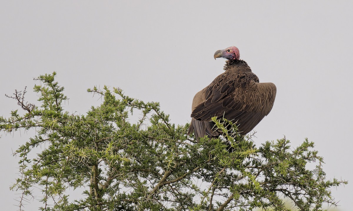 Buitre Torgo - ML646066336