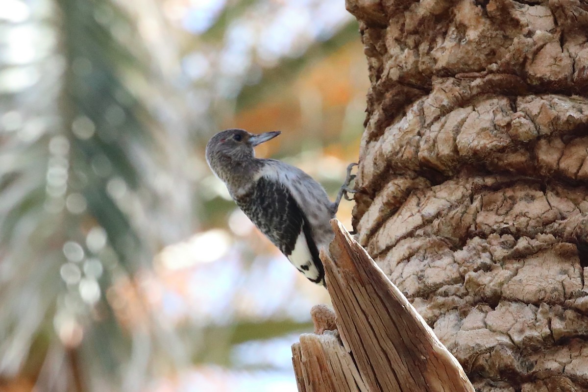 Red-headed Woodpecker - ML646066338