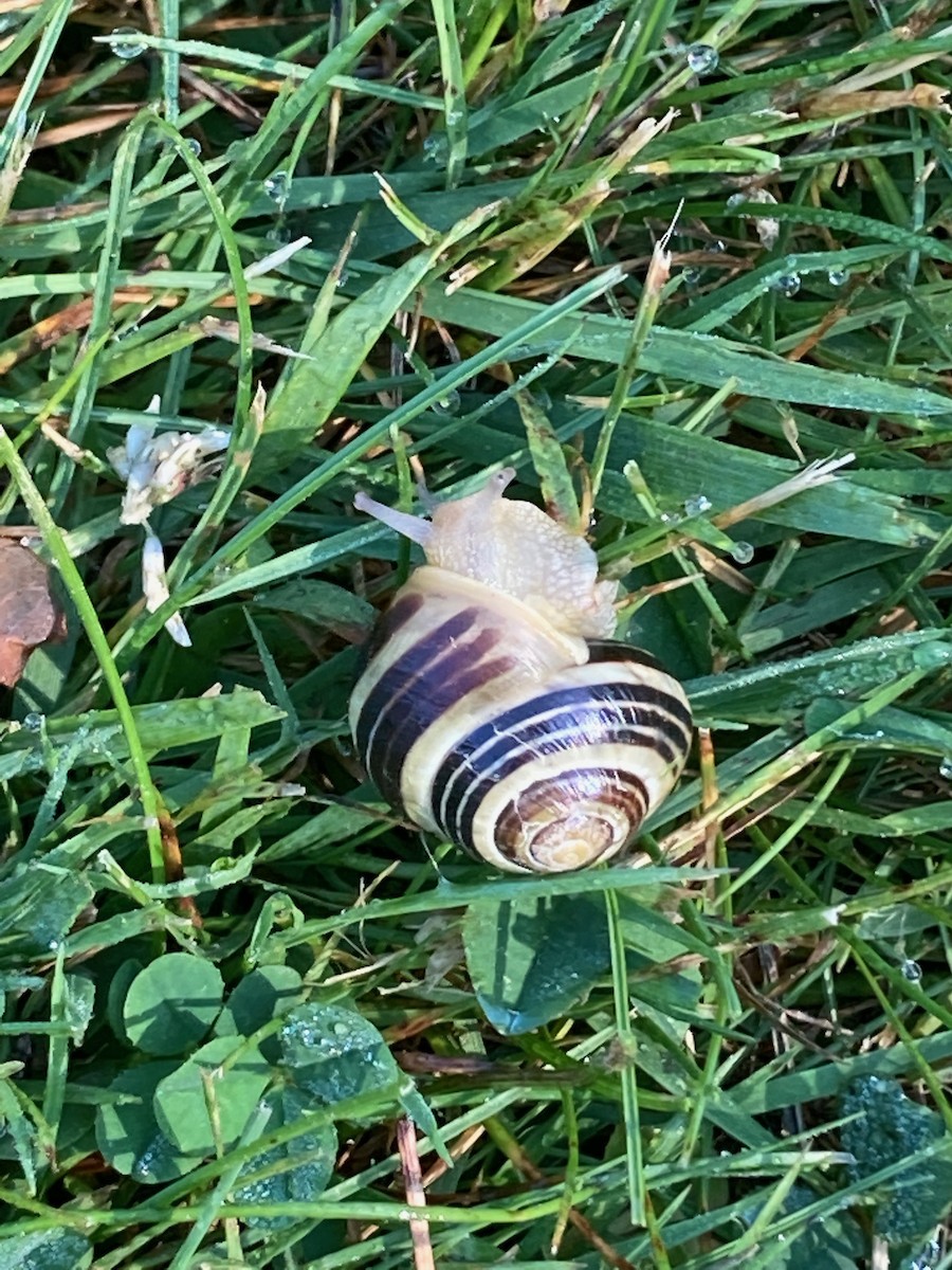 Animals - ML646066339