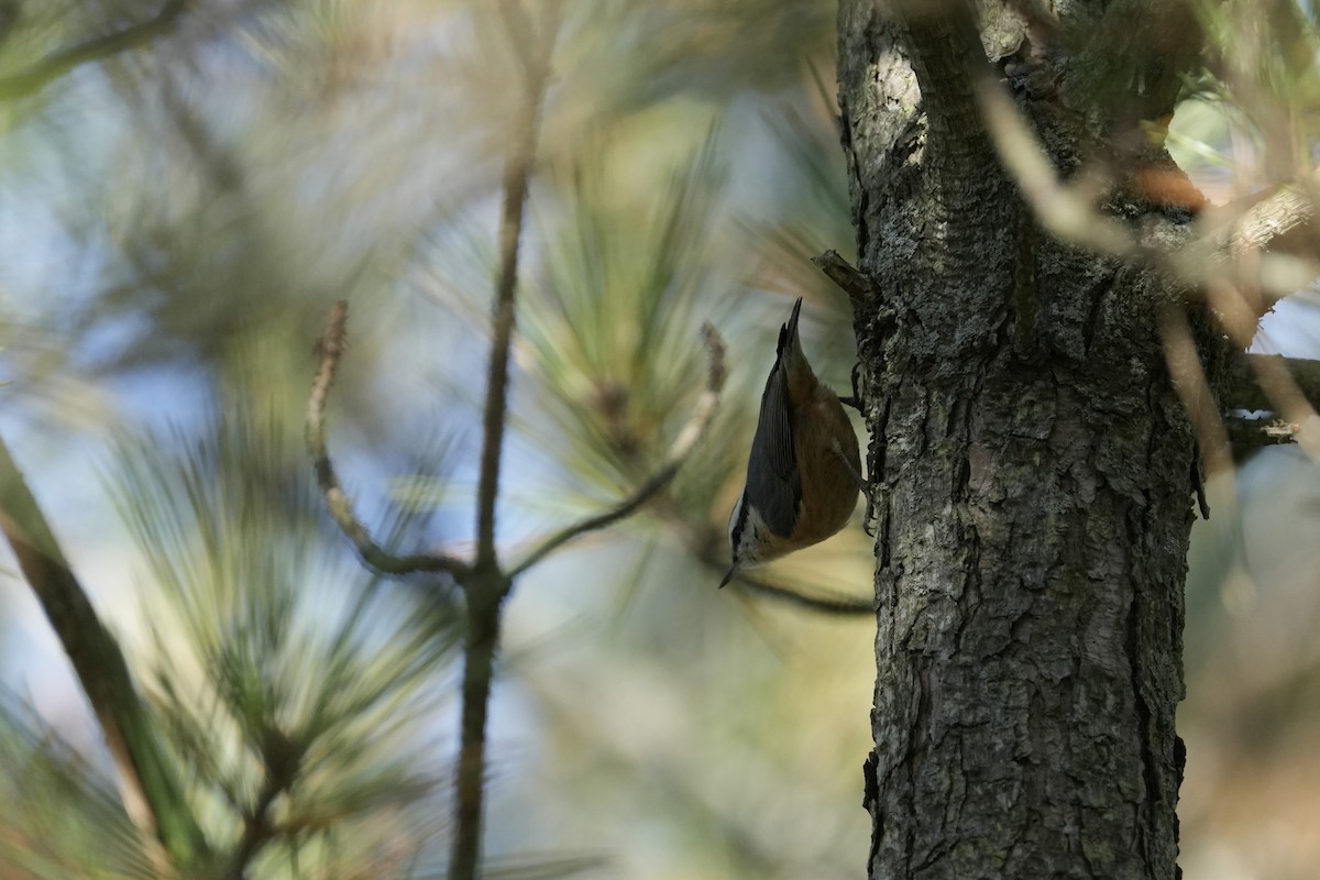 brhlík americký - ML646066340