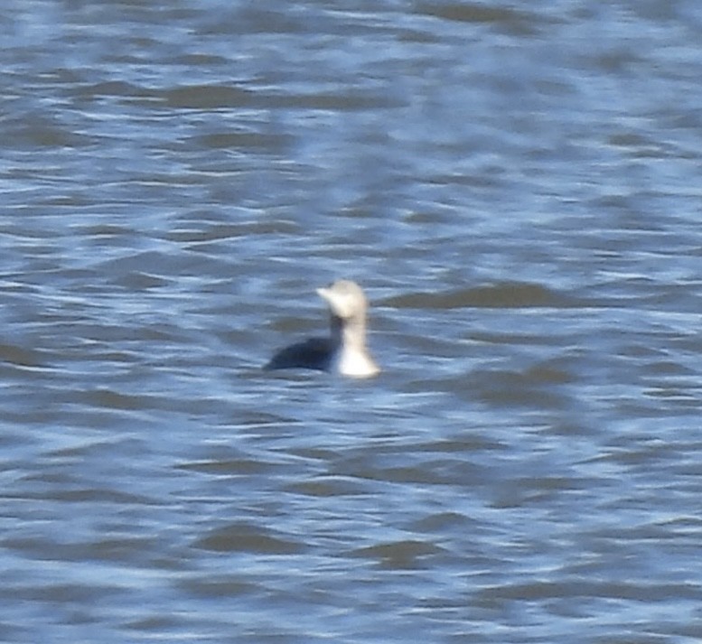 Red-throated Loon - ML646066341