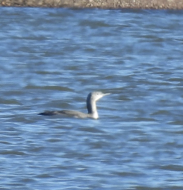 Red-throated Loon - ML646066342