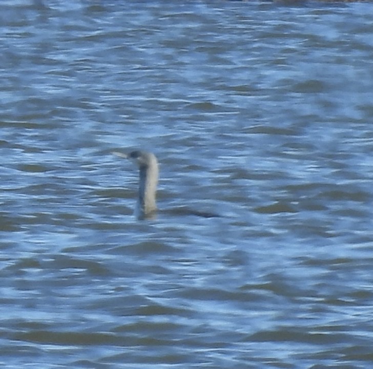 Red-throated Loon - ML646066343