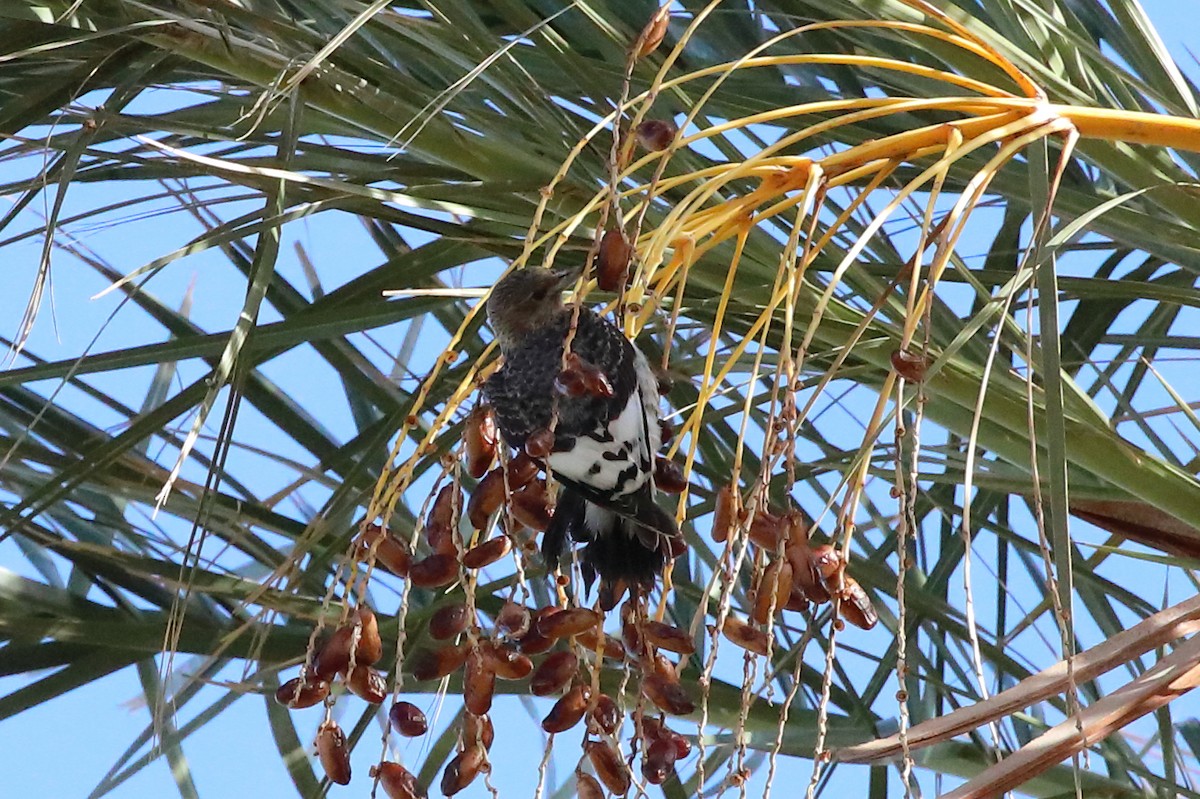 Red-headed Woodpecker - ML646066345
