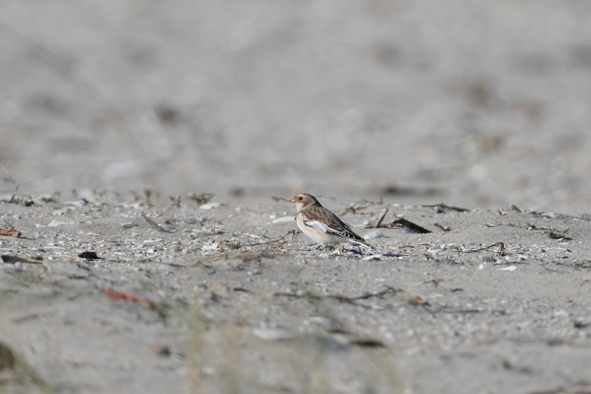 sněhule severní - ML646066352