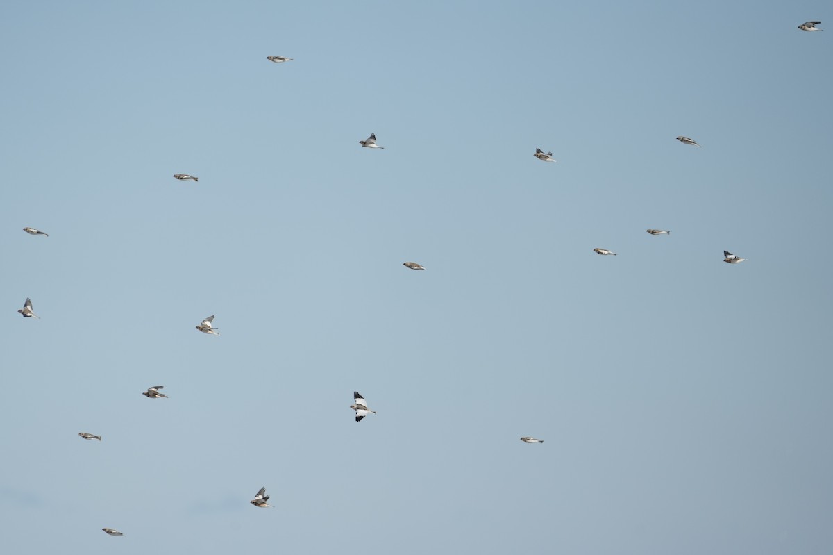 sněhule severní - ML646066353