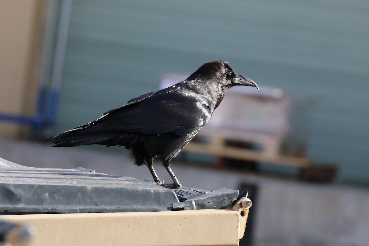 Common Raven - ML646066355