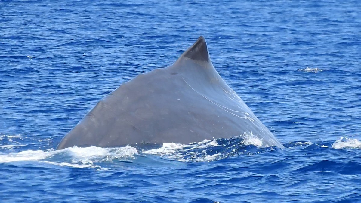 Sperm Whale - ML646066358