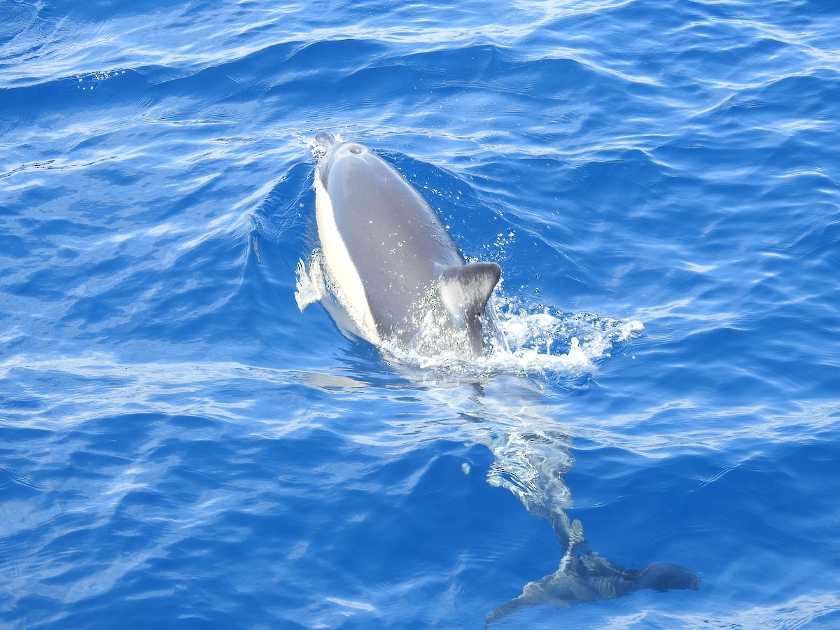 Common Dolphin - ML646066359