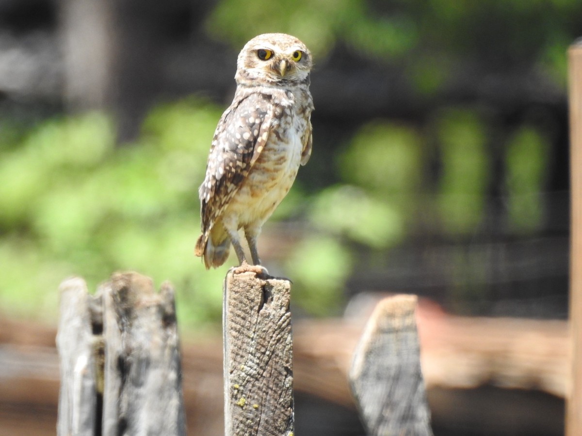Burrowing Owl - ML646066361