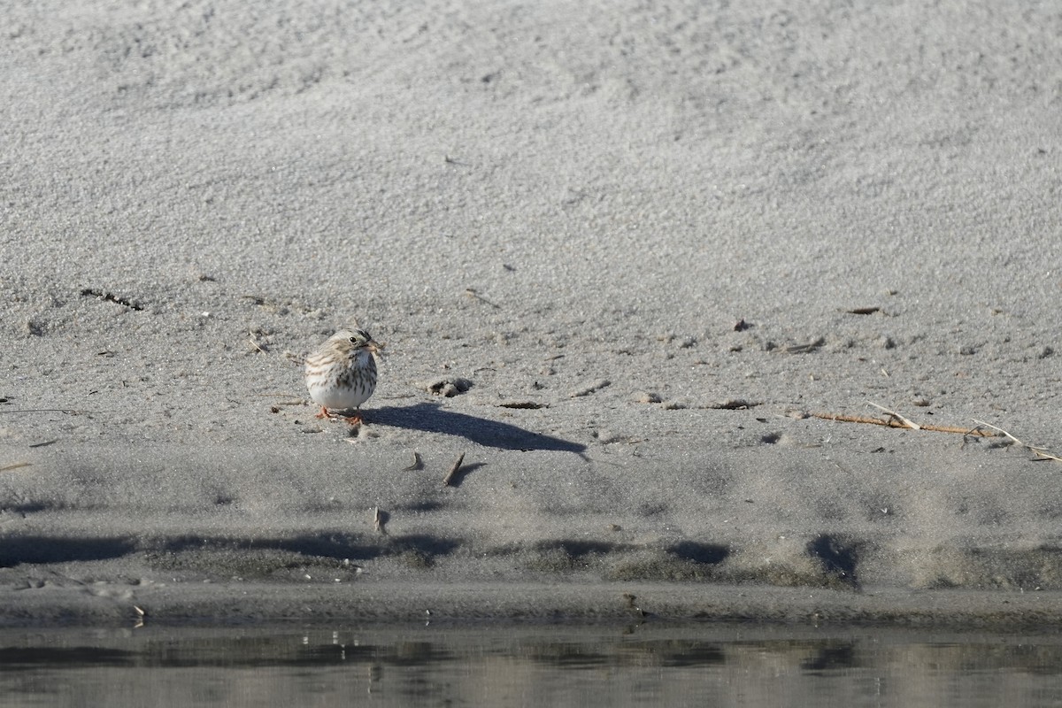 Savannah Sparrow (Ipswich) - ML646066363
